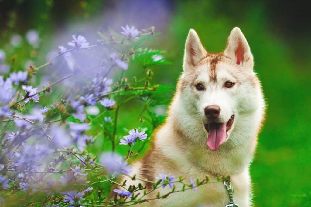 Fotografia de pet - Husky entre flores