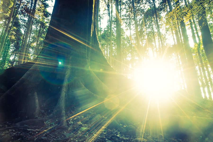Técnicas de fotografia Lens Flare